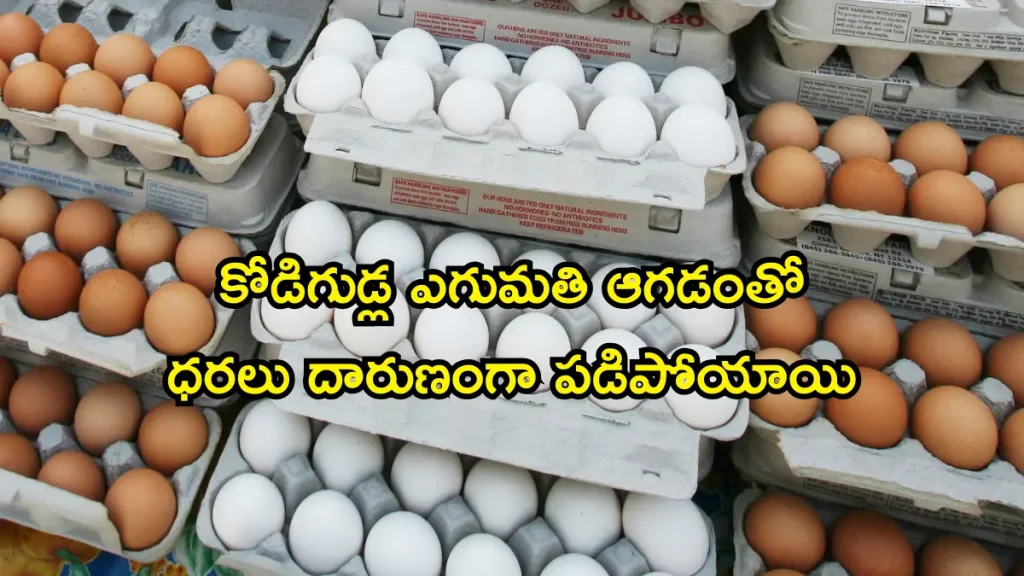 Andhra Pradesh Egg Prices Drop