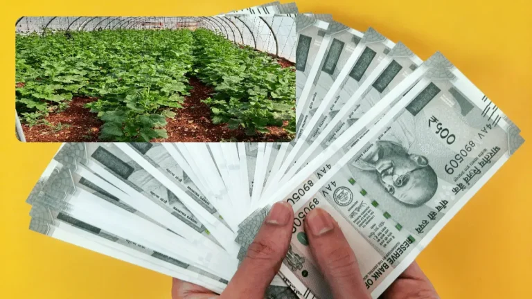 Cucumber Farming Tips